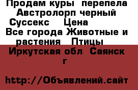 Продам куры, перепела. Австролорп черный. Суссекс. › Цена ­ 1 500 - Все города Животные и растения » Птицы   . Иркутская обл.,Саянск г.